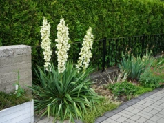 Podlej ją tym wiosną tylko raz – juka wystrzeli kwiatami jak nigdy wcześniej