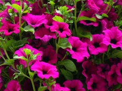 Zapomnij o bratkach. Teraz ten kwiat robi zawrotną karierę na balkonie