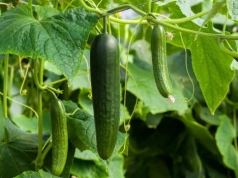 Wsyp to do wody i podlej teraz. Ogórki rosną jak szalone, rekordowe plony