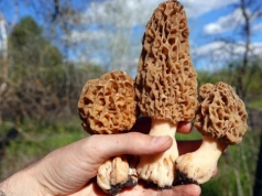 Do lasów wraca „święty Graal” grzybiarzy. Tu warto go szukać