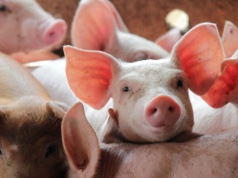 Straty w tuczu spadają, ale do zysku wciąż daleko. Sprawdzamy, ile tracą polscy hodowcy