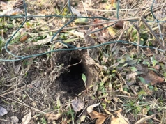 Dziury w trawniku i rabatach? To nie krety. Tak rozpoznasz i zatrzymasz nornice