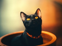 Wypuszczenie kota z domu wydaje się całkowicie legalne, a nie powinno takim być