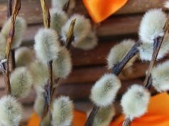 Bazie szybko żółkną i opadają? Wiele osób po przyniesieniu robi jeden błąd