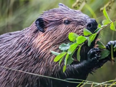 Jak bobry pomagają spowalniać zmianę klimatu – nowe odkrycie naukowców