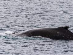 Uratowany humbak z Morza Bałtyckiego zniknął bez śladu. Trwają poszukiwania