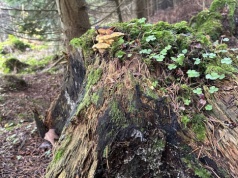 Porosty – cisi strażnicy miast