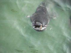 Polak złowił gigantycznego suma w Odrze. „Zaczęło się prawdziwe rodeo”