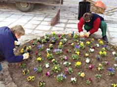 30 tysięcy roślin w różnych zakątkach Tarnowa