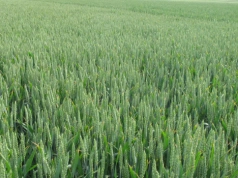 Czy uprawa pszenicy się opłaca? Realny dochód na 1 ha w 2026 roku