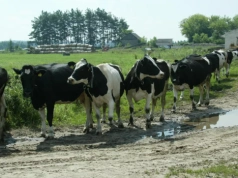 Krowy zasuszone na pastwisku dają więcej mleka. Wyniki zaskakują