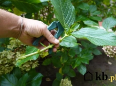 Zrób to teraz, a latem hortensja eksploduje kwiatami!