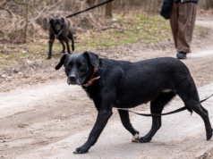 Przedwielkanocne spacery z psiakami. Merdające ogony wokół schroniska