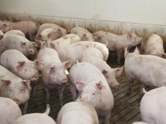 Duńczycy wygrywają z PRRS. 70% ferm już wolnych od wirusa