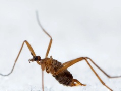 Niesamowite odkrycie. Ten gatunek przeżyje nawet w ekstremalnych warunkach