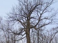 Topola pod specjalnym nadzorem. Została pomnikiem przyrody