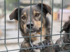 Częstochowa zwiększa wsparcie dla bezdomnych zwierząt. Blisko 1,9 mln zł na opiekę i profilaktykę