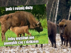 Dzięki wspólnym wysiłkom udało się doprowadzić do rekordowo dużej populacji bieszczadzkich żubrów