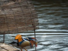 Nietypowe platformy na wodzie podbijają Warszawę. Ptaki już je pokochały