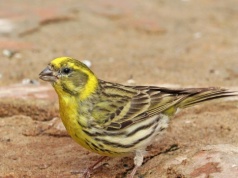 Kulczyk to polski kanarek. Niebawem przyleci do Polski, a w Rybniku zimował