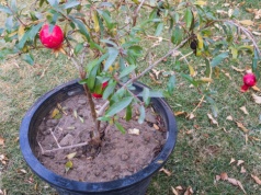 Nie tylko awokado. Ten tropikalny owoc wyrośnie z pestki. Będzie owocować