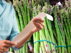 Ceny szparagów wywołują poruszenie w Niemczech. „To 10 litrów Diesla”