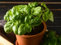 Bazylia z marketu więdnie po kilku dniach? Mamy na to sposób