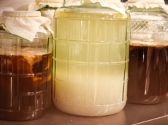 Zregeneruje uszkodzone jelita. Chroni przed toksynami, odchudza