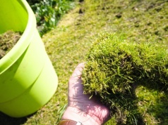 Rozsypuję na trawniku i mech znika. Efekt widać szybciej, niż myślisz