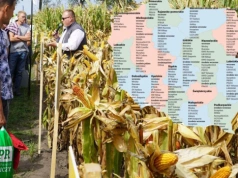 Kukurydza na ziarno 2026. Te odmiany są na liście zalecanych