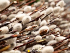 Ten trik ogrodników sprawi, że bazie w wazonie będą stały dłużej