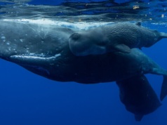 Narodziny małego kaszalota uchwycone na przełomowym nagraniu wideo