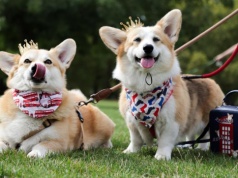 Skolonowany pies za 370 tys. zł? Tak, bo chodzi o corgi królowej Elżbierty II