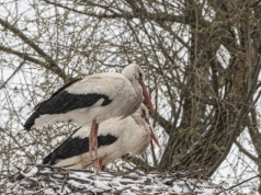 Śnieg zaskoczył bociany. Część z nich może zdecydować się na odlot