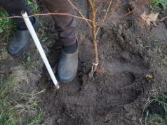Sadzenie wiosną. Jeden błąd i rośliny się nie przyjmą