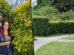 Żywopłot po 2 latach? Ten krzew rośnie jak na drożdżach. Sąsiad zzielenieje z zazdrości