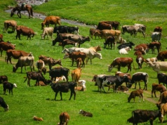 Wybijają całe stada bydła w Rosji. Doszło do protestów. To może być pryszczyca