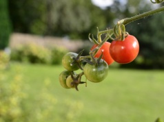 Działki ROD są już droższe niż mieszkania. Ceny w polskich miastach szokują