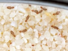 Błyskawicznie składają jaja. Wystarczy jeden osobnik, by problem szybko się nasilił