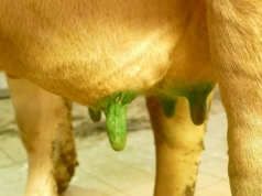 Antybiotyk przy mastitis? W większości przypadków niepotrzebny