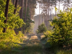 W Polsce rośnie lesistość. Ale to nie wskaźnik dobrego stanu lasów