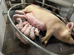 Koniec jarzm porodowych? Nowe rozwiązanie dla loch już w testach