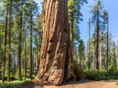 To największe, żywe organizmy na świecie. Ważą tyle co dziesięć wielorybów