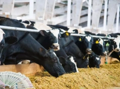 15 tys. zł za prąd! Rolnicy nie wierzą własnym rachunkom