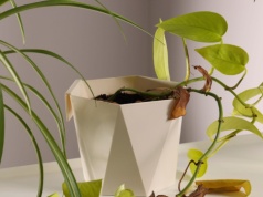 Muszki wciąż latają wokół doniczek? Ten domowy oprysk rozwiąże problem