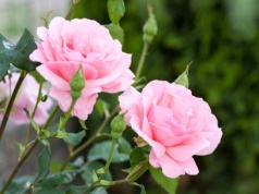 Jak przycinać róże pnące na wiosnę? Jeden błąd i latem kwiatów będzie znacznie mniej