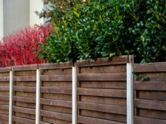 Posadź zamiast tui. Rośnie jak na drożdżach i zmienia wygląd