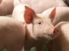 Chcą leczyć raka nasieniem świni. Działa jak naturalny kurier