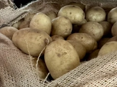 Ziemniaki z Grecji wracają na polski rynek. Rolnicy pod presją cenową