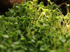 Dodatek obowiązkowy na Wielkanoc, oczyszcza i wzmacnia organizm przez cały rok